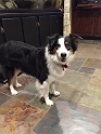 Kids_ScavengerHuntAndPups (13)